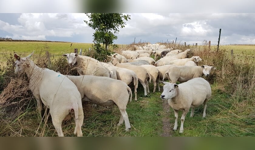 Schapen op een buurtweggetje op de Hoge Berg.
