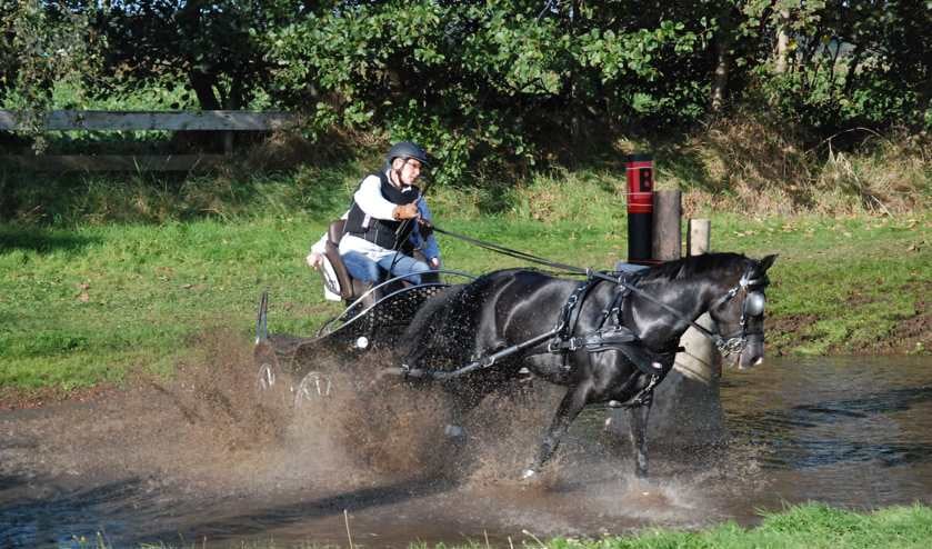Kim Witte stuurt haar aanspanning door de waterbak. (Foto Willem Sangers)