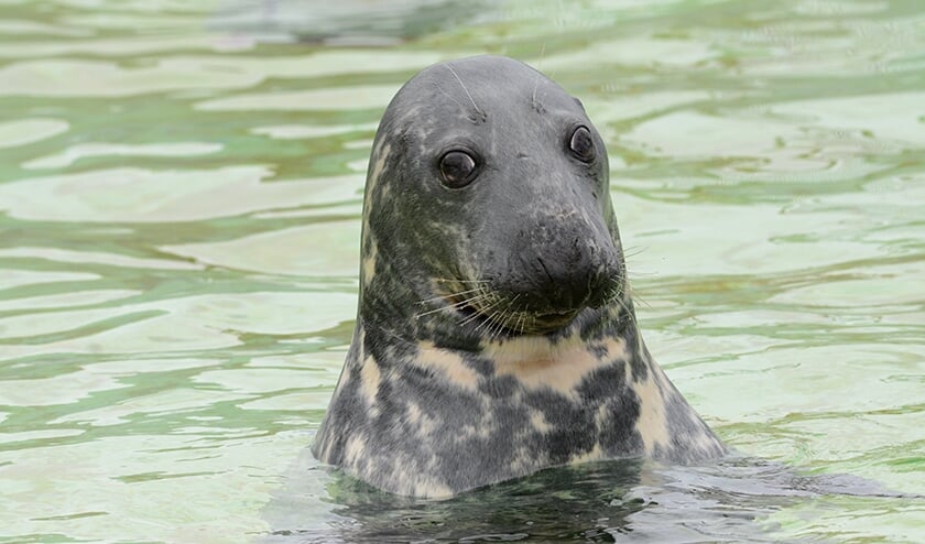 Zeehond Bram.