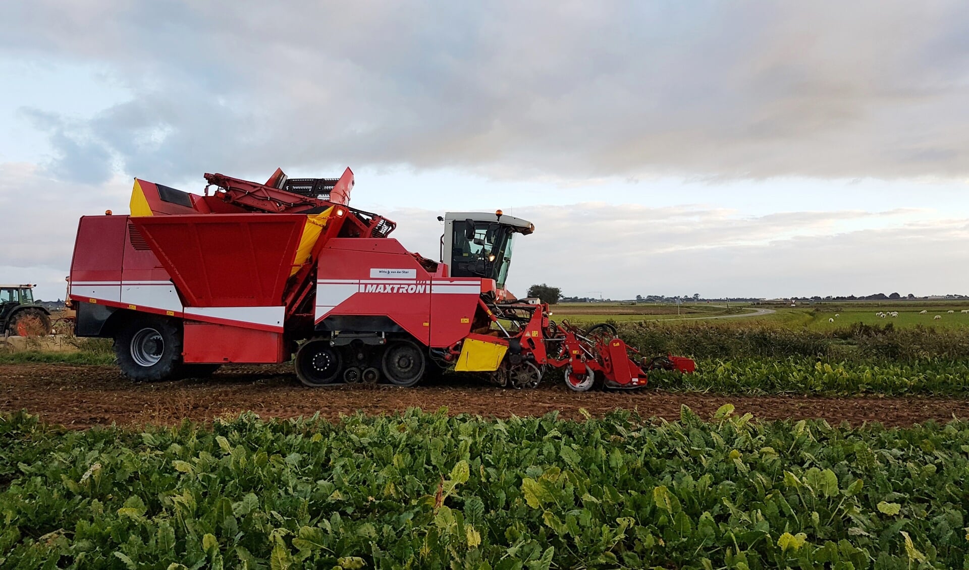 De oogst van suikerbieten op Texel.