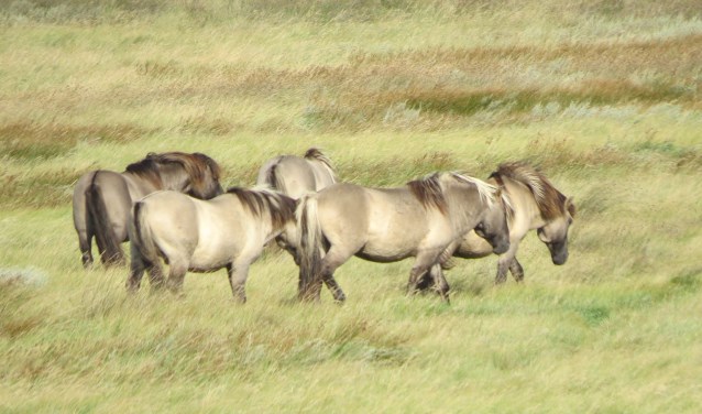 De Konikpaarden.