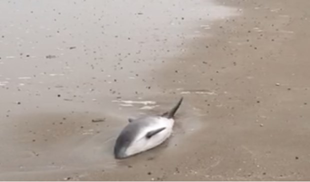 De levend aangespoelde bruinvis op het Texelse strand. 