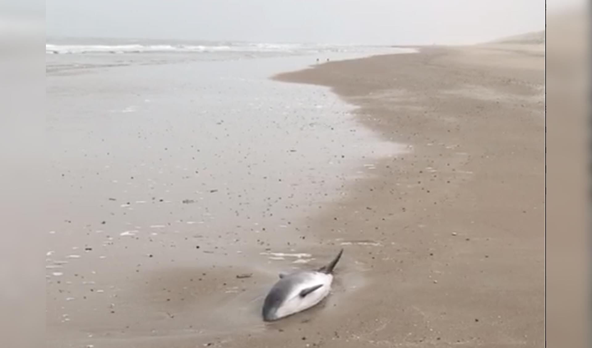 De levend aangespoelde bruinvis op het Texelse strand.