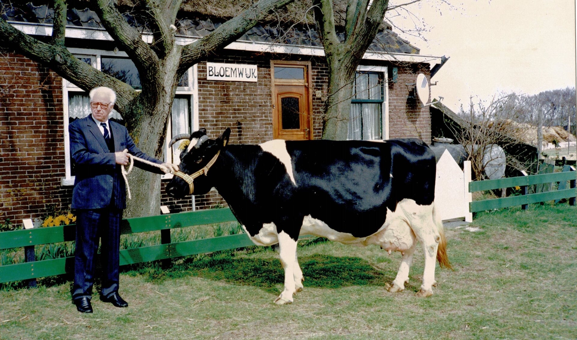 De nalatenschap van Han Witte van Bloemwijk, hier met één van zijn succesvolle koeien, is inzet van een familietwist over het eigendom van de hoeve en gezinscamping.