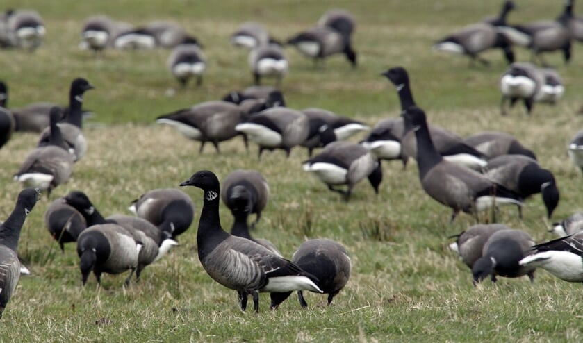 <p>Rotganzen vallen onder de slachtoffers van vogelgriep.</p>