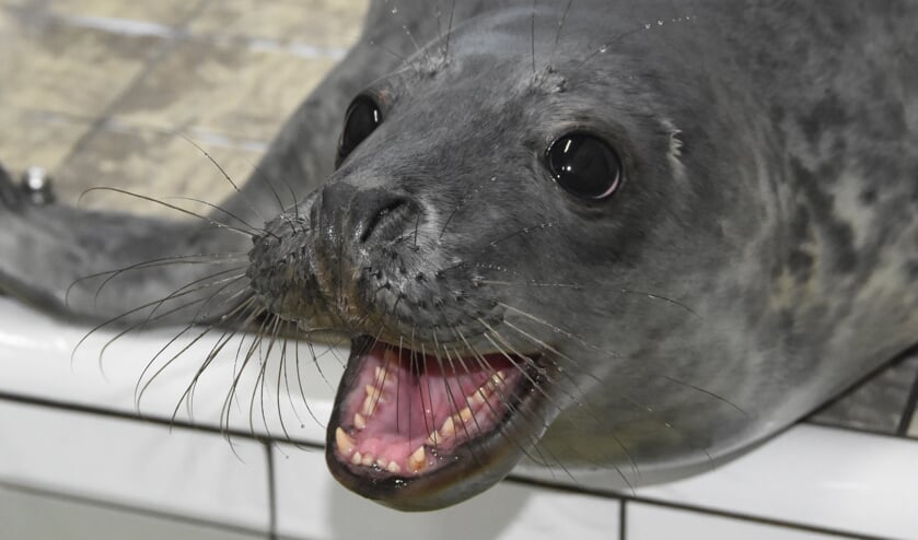Jonge grijze zeehond in de opvang