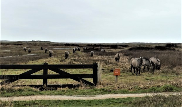 Alle negentien konikpaarden afgelopen woensdag in De Slufter.