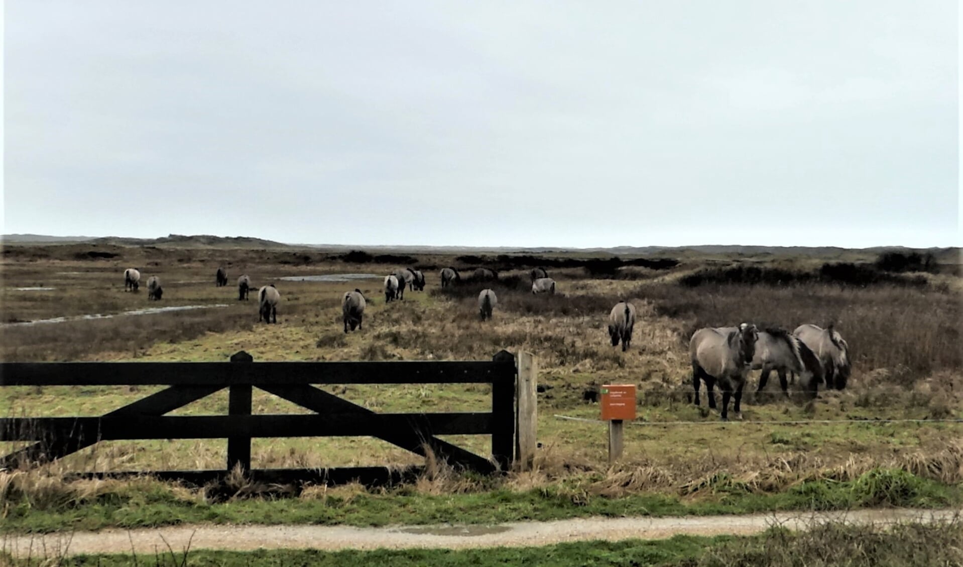 Alle negentien konikpaarden afgelopen woensdag in De Slufter.