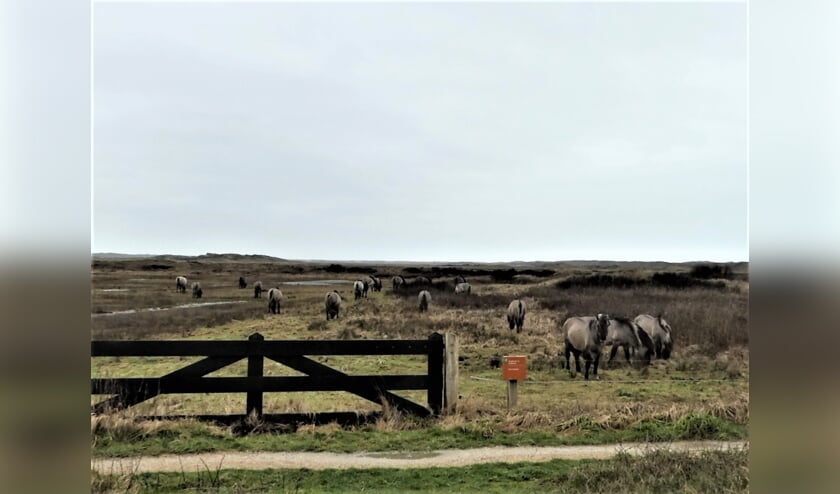 Alle negentien konikpaarden afgelopen woensdag in De Slufter.