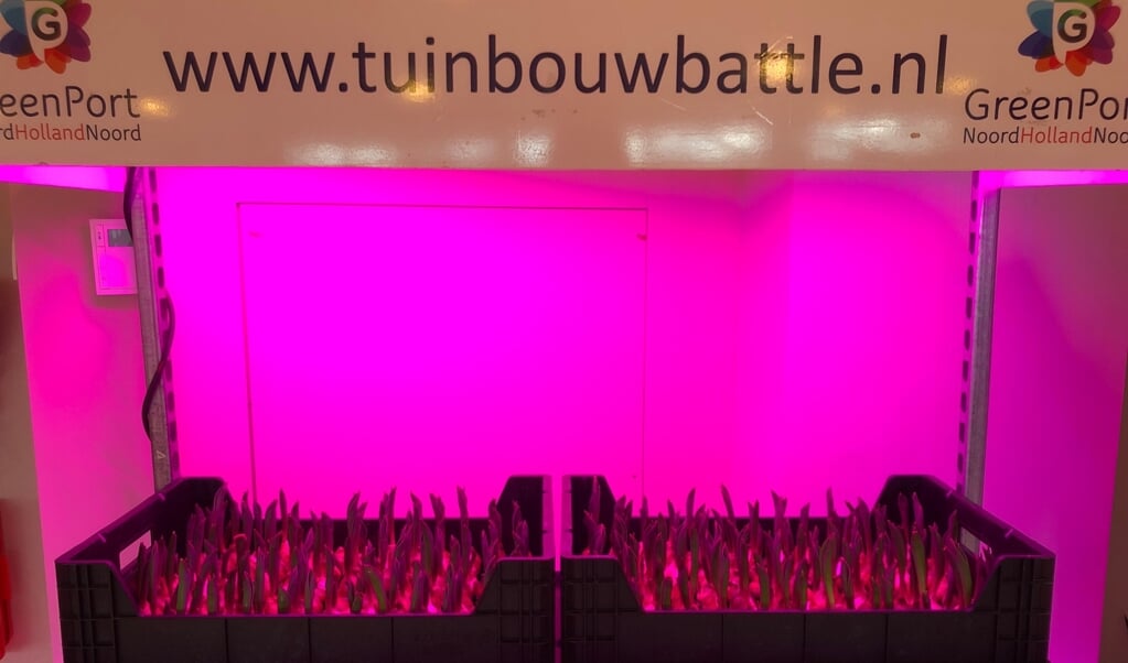 De tulpenbollen van de Tuinbouw Battle op de Texelse basisscholen.