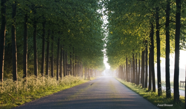 De door het bladerdek schijnende zon, geeft de Molenlaan in De Cocksdorp een sprookjesachtige aanblik.