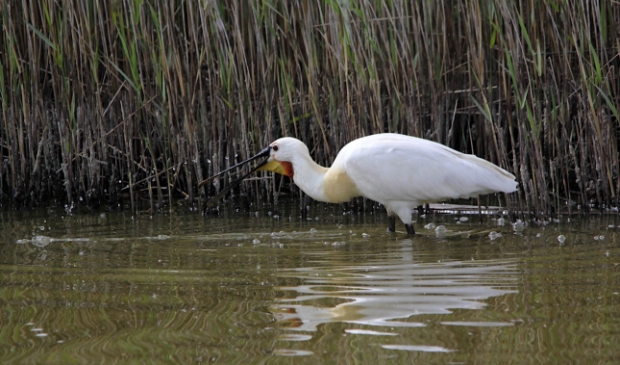 "Lepelaar langs de Lancasterdijk bij Krassekeet / Molen Het Noorden is voedsel aan het zoeken', schrijft Leon Verra bij deze prachtige foto. Het gaat goed met de Texelse lepelaars. Zo meldt bijvoorbeeld Texel Birds dinsdag: "Vandaag de lepelaars geteld op De Schorren. 99 paartjes lepelaars zitten te broeden of hebben al jongen." Kijk hier onder voor meer mooie foto's van Leon en anderen.