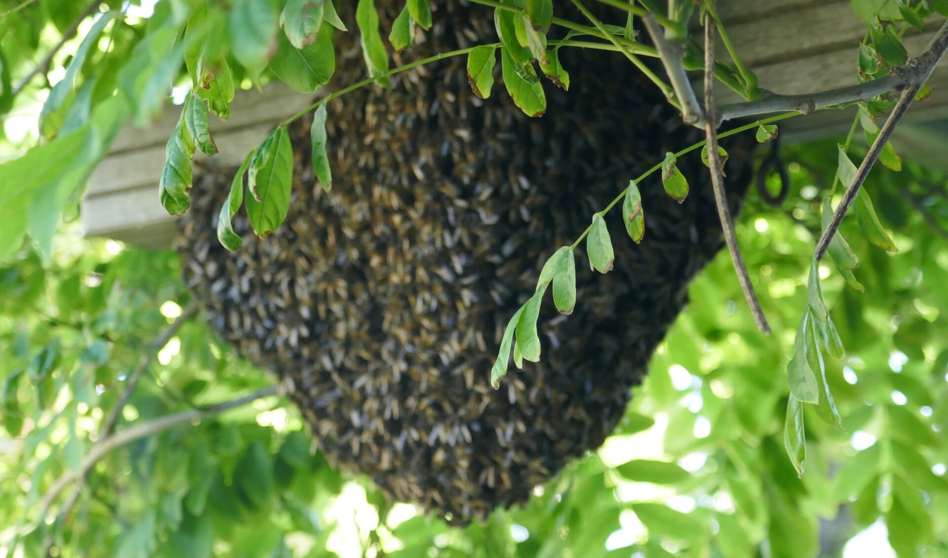 Bijen (algemeen plaatje).