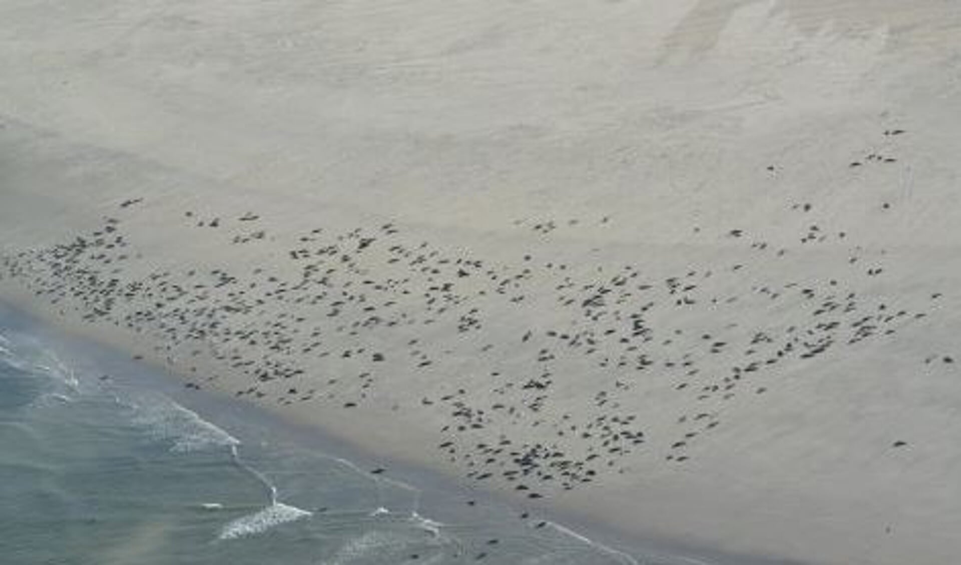Telling van grijze zeehonden vanuit een vliegtuig.