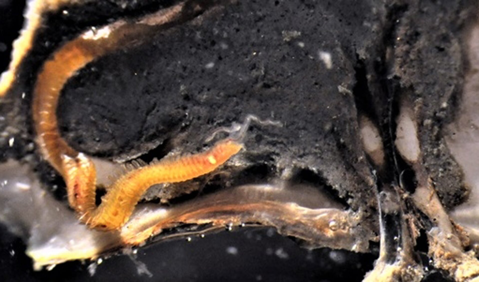 Een zwarte blaar in een Japanse oester, nadat een boorworm (Polydora websteri) een gaatje in de schelp heeft geboord.