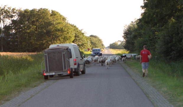 <p>Verplaatsing van de kudde.</p>