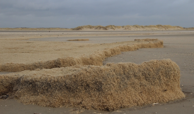 <p>Grote hoeveelheden mosdiertjes op de Hors.</p>