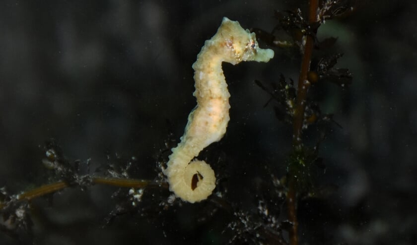 <p>Het zeepaardje bij Ecomare</p>