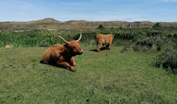 <p>Schotse hooglanders in De Geul afgelopen zomer.</p>