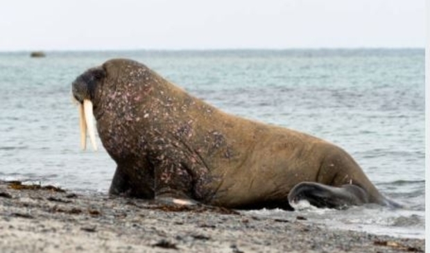 Walrus (archieffoto, niet het beest dat net in Den Helder is opgedoken).