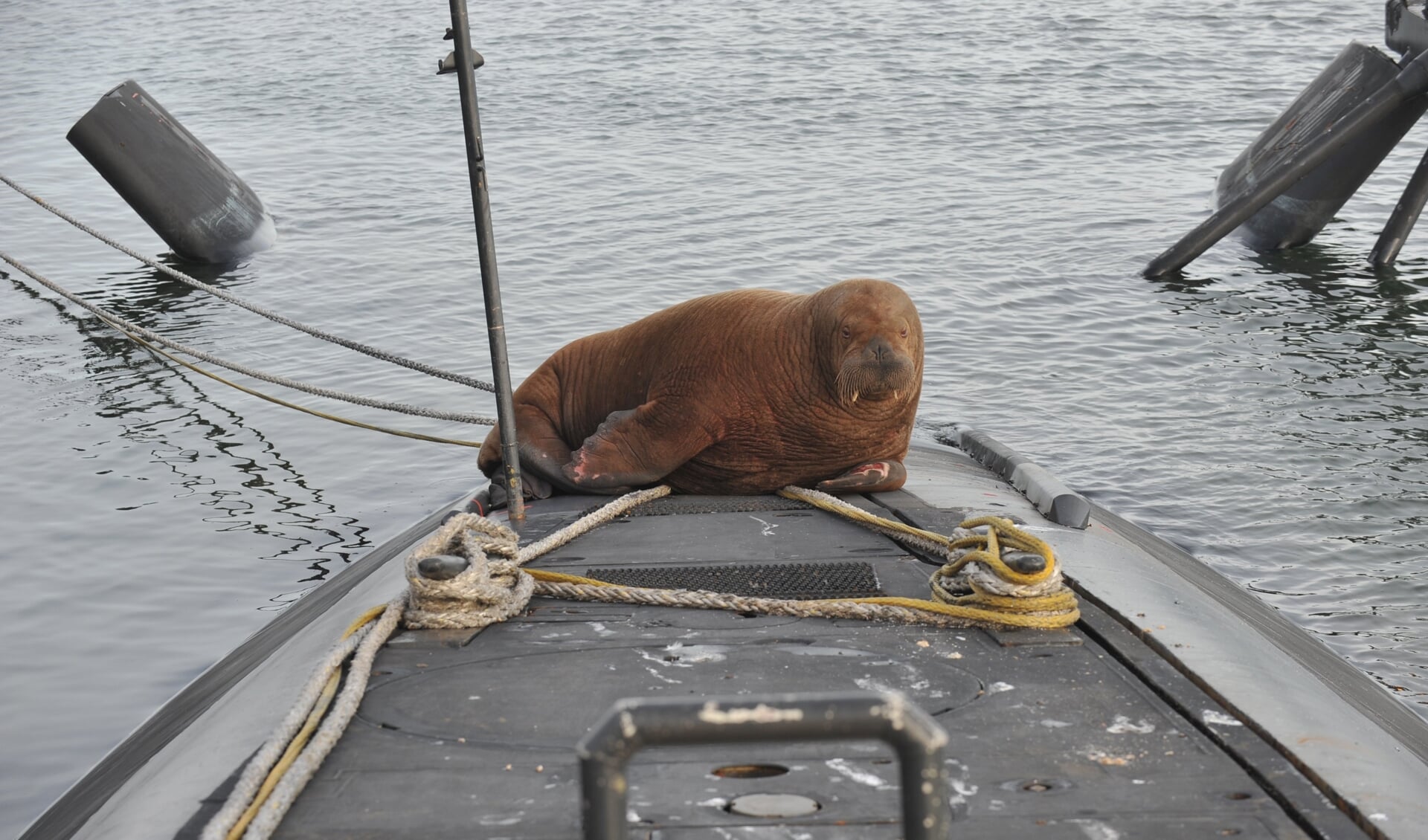 De walrus.