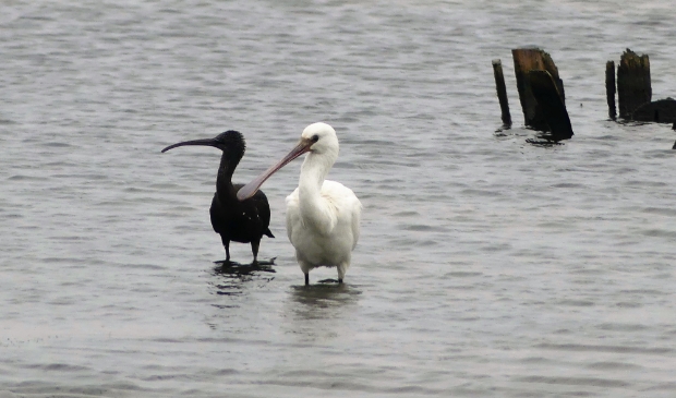 Een zwarte ibis en een lepelaar bij De Cocksdorp. 