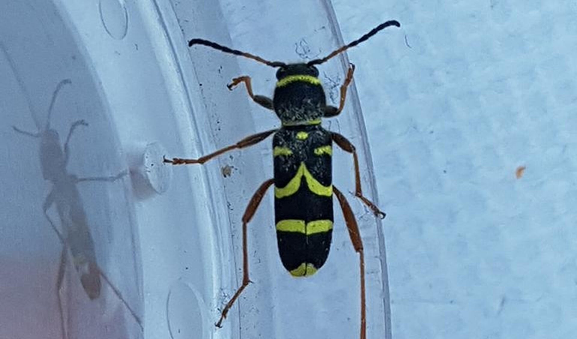 Ook insecten, zoals deze kleine wespenboktor, verdienen belangstelling (Foto: Klaas de Jong)