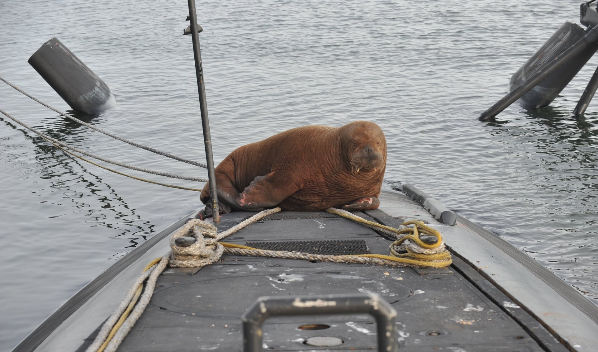 Waddenwalrus Freya in Den Helder.