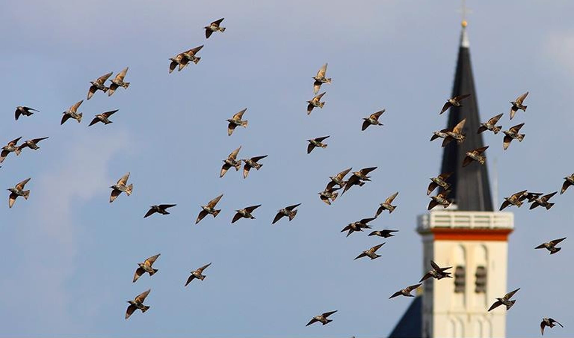 De winnende foto van Piet Druif; spreeuwen tegen de achtergrond van de Hoornder Kerk