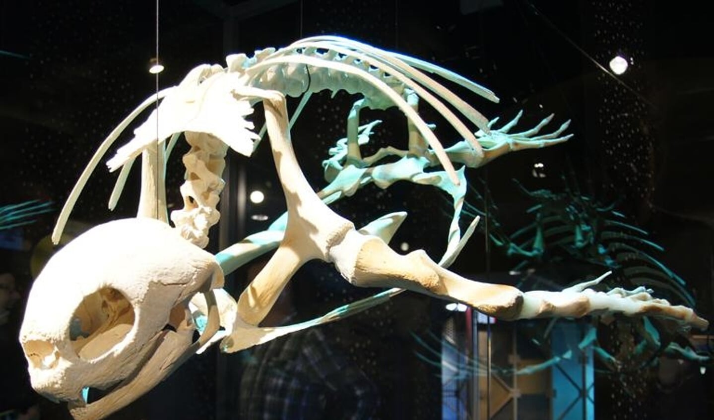 Omdat het skelet van de lederschildpad erg kwetsbaar is, hangt het in een glazen vitrine. (Foto: Sytske Dijksen)