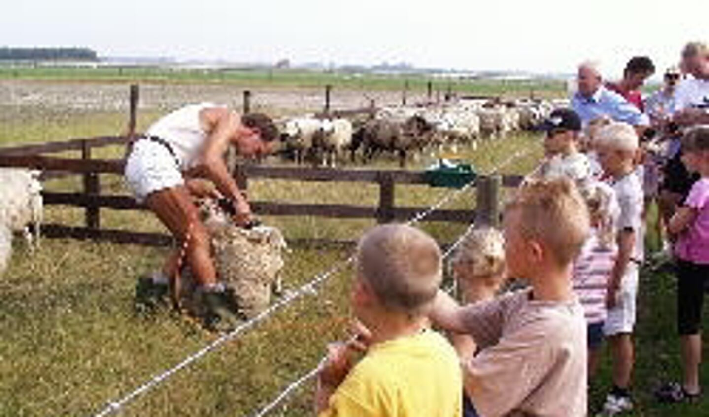 Op het naastgelegen land mochten wel schapen gescheerd worden.