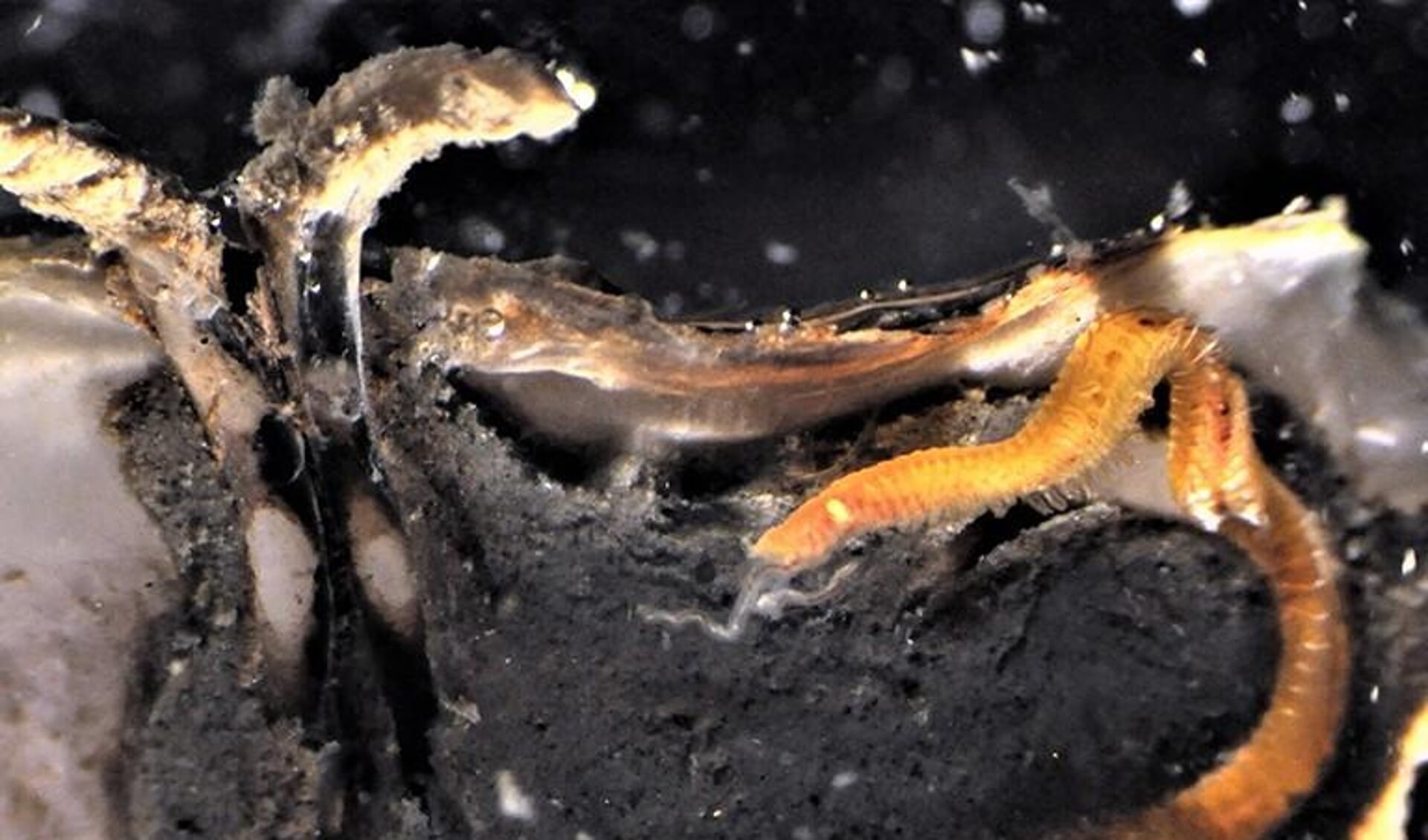 Een Polydora websteri boort zich door de schelp van een Japanse oester. (Fot