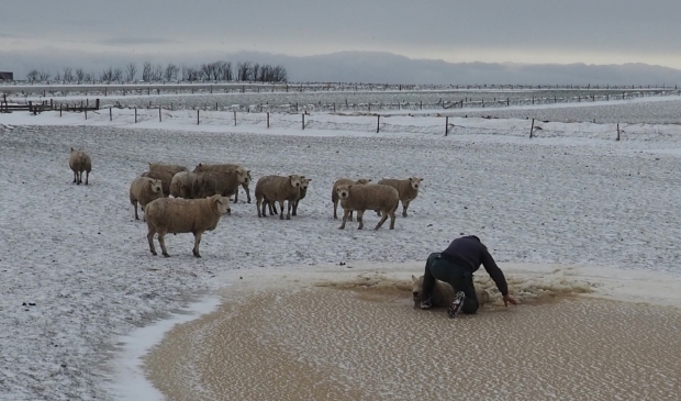<p>Siem van Vlaanderen redt een schaap uit een kolk.</p>