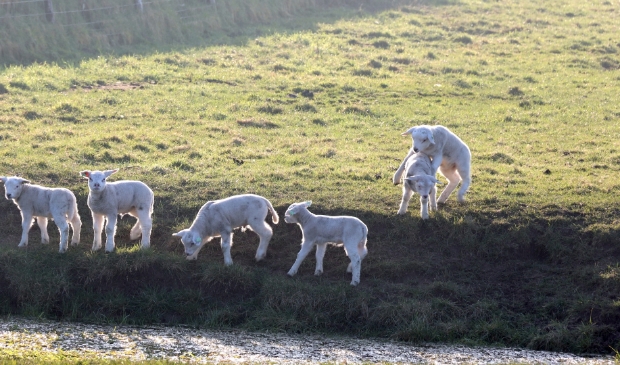Lammetjes aan het spelen in de wei.