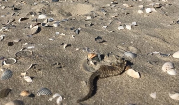 <p>Nieuw zeepaardje aangespoeld op het strand van De Slufter.</p>