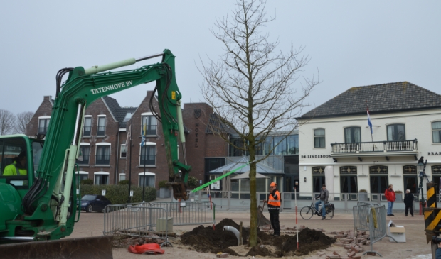 <p>De esdoorn op de Groeneplaats.</p>
