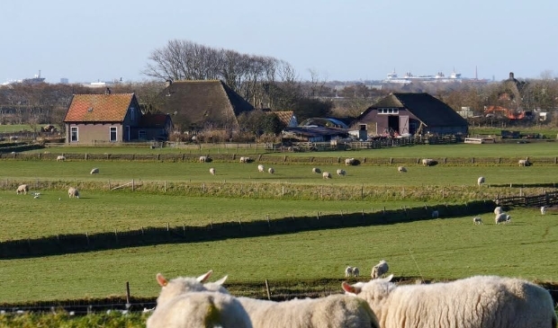 Schapenbedrijf De Waddel