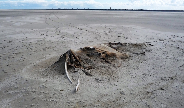 <p>De restanten van de dwergvinvis.</p>