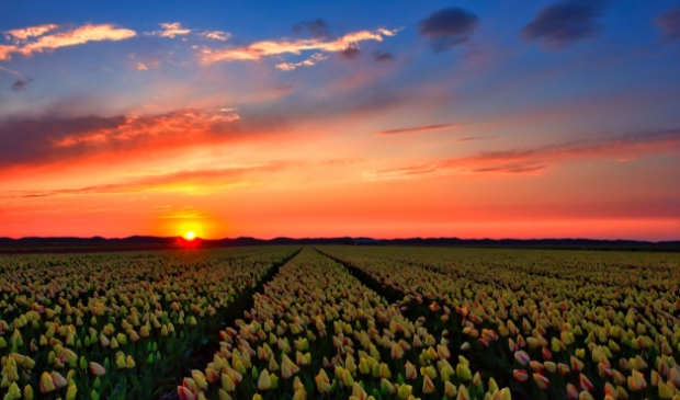 <p>Zonsondergang bij tulpenveld aan de Postweg</p>