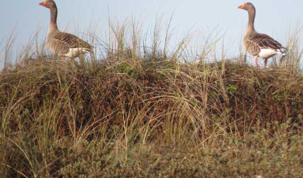 <p>De ganzen in alle rust op het eiland.</p>