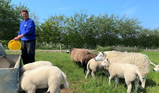 <p>Schapenhouder Carlo Veeger, bestuurslid van Vereniging Schapen Eiland Texel, voert zijn dieren. </p>