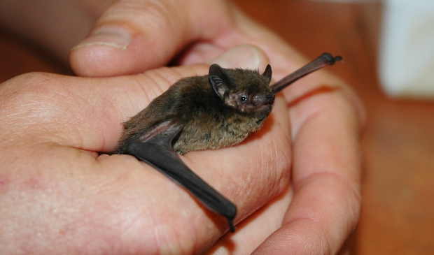 <p>Ruige dwergvleermuis in de hand</p>