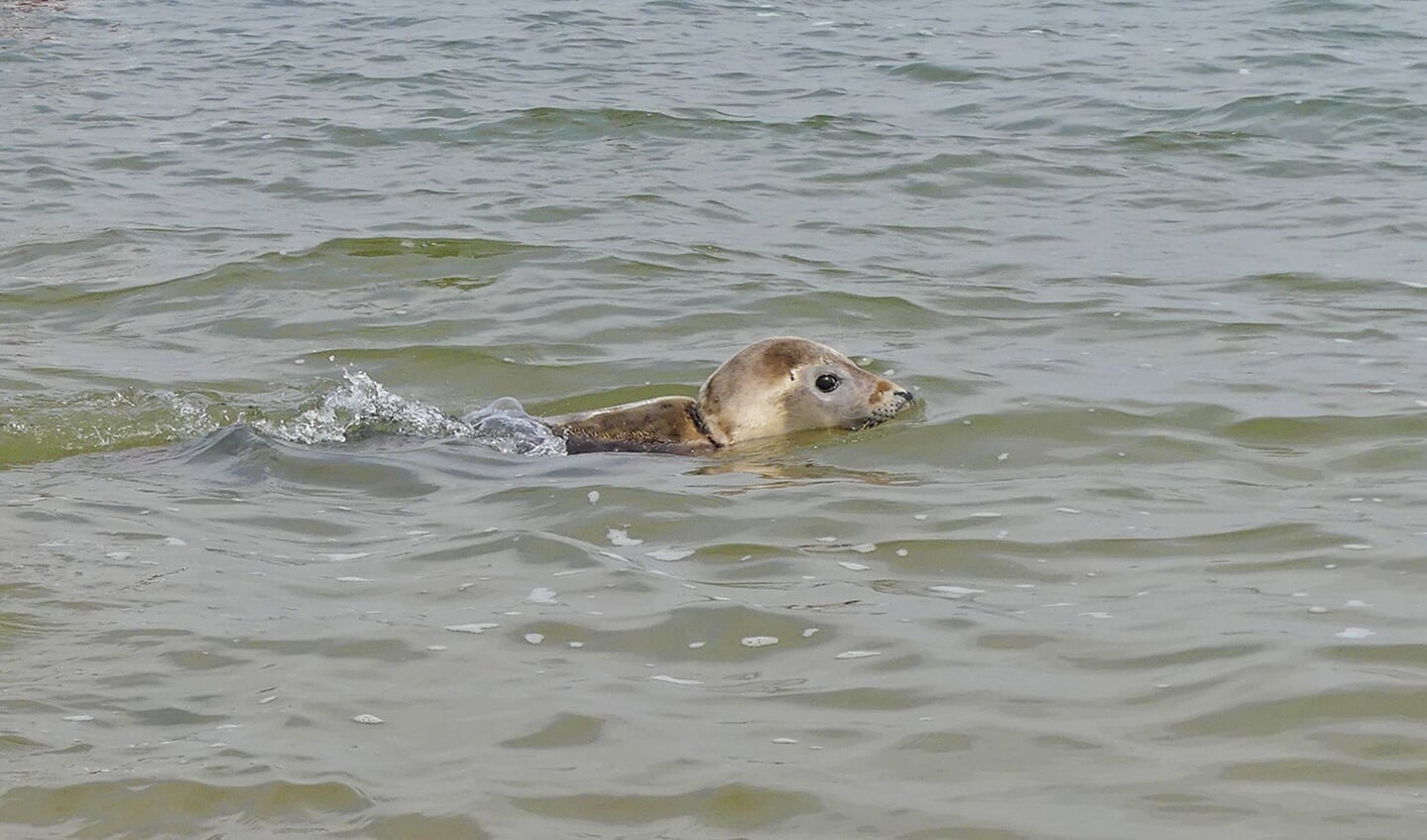 Zeehond Nylon terug in zee