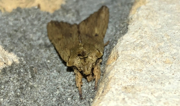 <p>De geelbruine houtuil.</p>