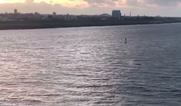 <p>Het Marsdiep bij Den Helder waar de bultrug is gezien.</p>