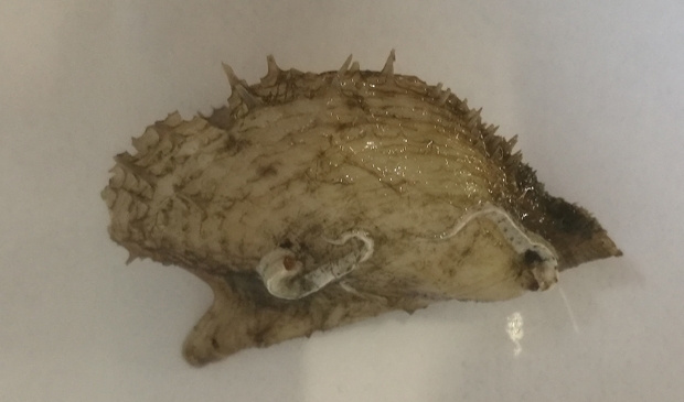 De zeldzame schelp.
