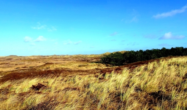 <p>Uitzicht over de Texelse duinen.</p>