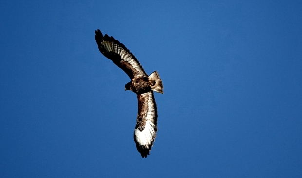 <p>Een buizerd nabij De Dennen op foto gezet in februari dit jaar.</p>