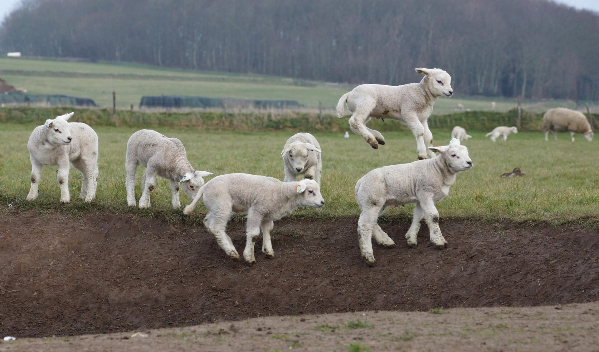 Dartelende lammetjes op de Hoge Berg.