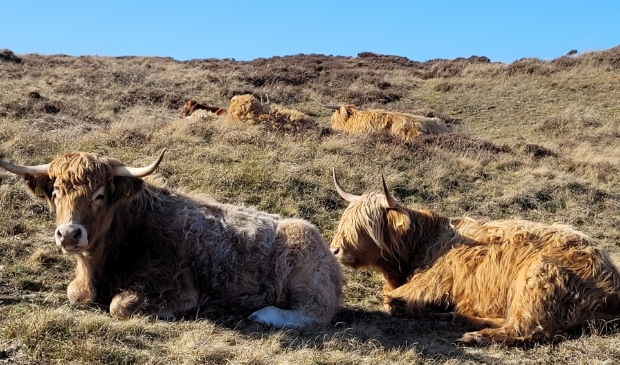 <p>Schotse Hooglanders.</p>